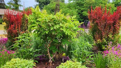 orange rocket barberry pruning